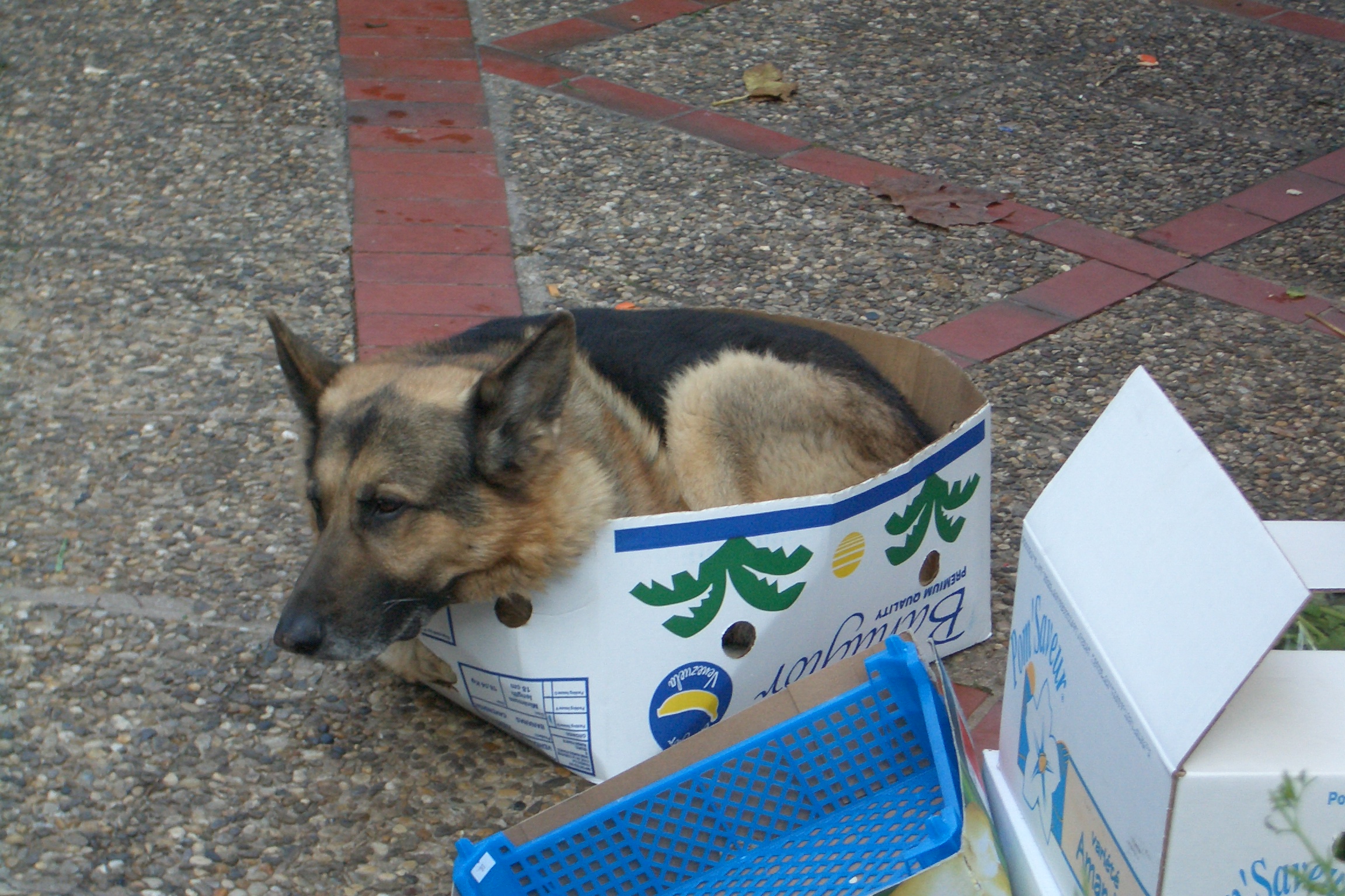 Market dog